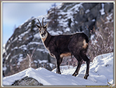 CHAMOIS